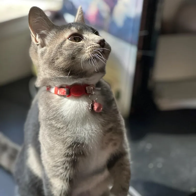 A baby small-sized female Gray / Blue / Silver Domestic Short Hair cat named Devon for adoption in Sunnyvale, CA