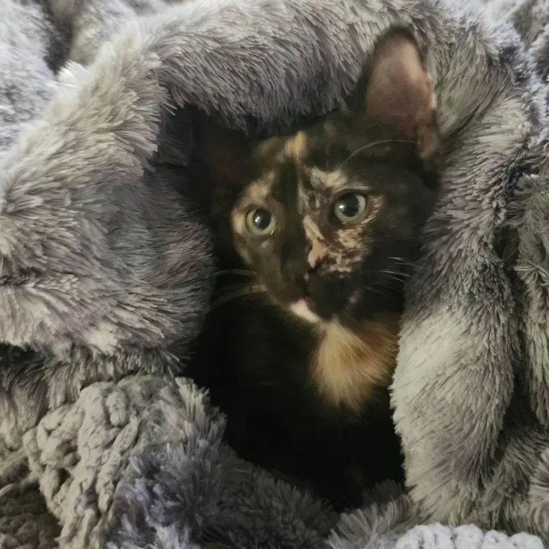 A baby small-sized female Black Domestic Short Hair cat named Fawn Joar for adoption in Tallahassee, FL