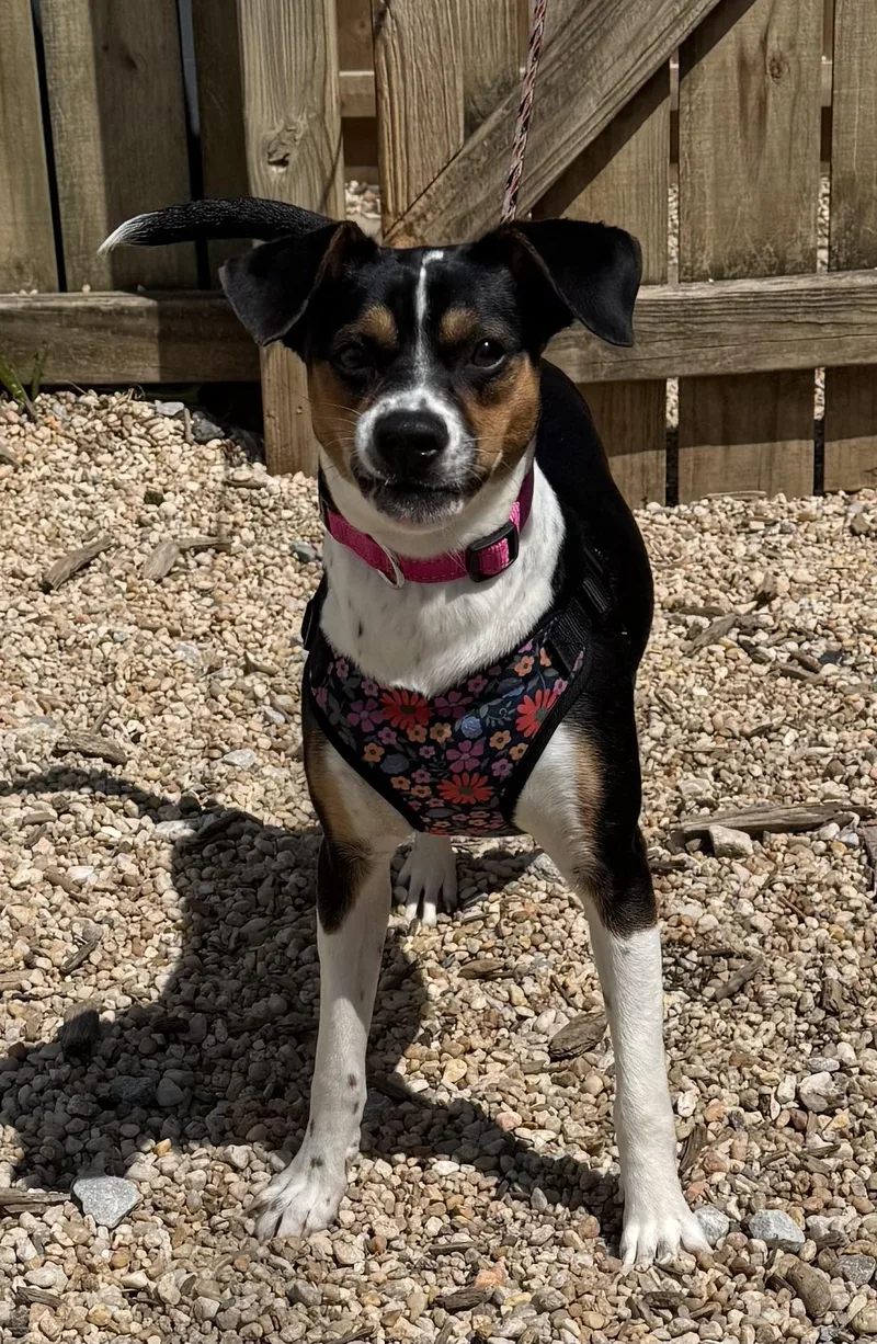 A young small-sized female Tricolor (Brown, Black, & White) Hound dog named Magnolia for adoption in Ellicott City, MD