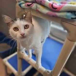 An adult medium-sized female Black & White / Tuxedo Domestic Medium Hair cat named Jacuzzi for adoption in Gainesville, TX