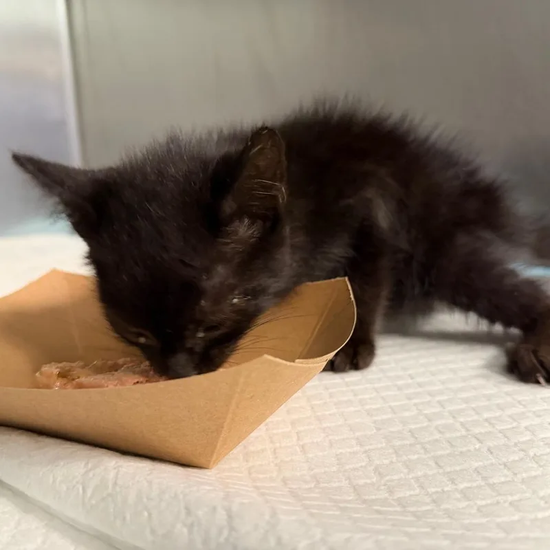 A baby small-sized male Black Domestic Short Hair cat named McCafe for adoption in Greensboro, NC