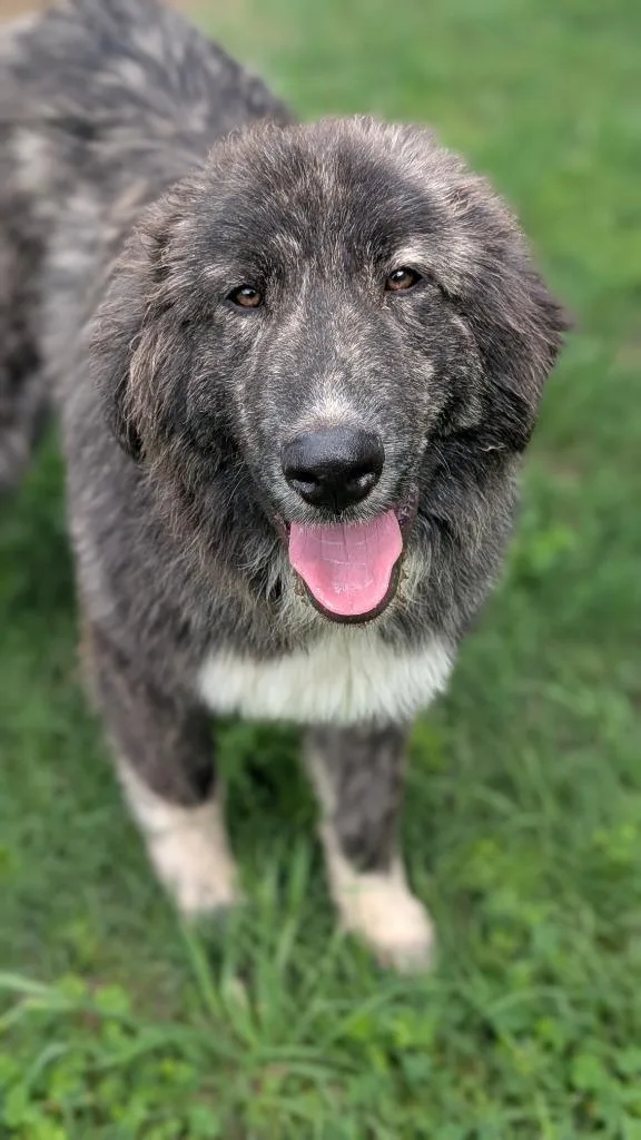 A baby large-sized male Anatolian Shepherd dog named Brock for adoption in Seven Points, TX