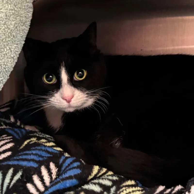 An adult small-sized male Black Domestic Short Hair cat named Eden for adoption in Springfield, MA
