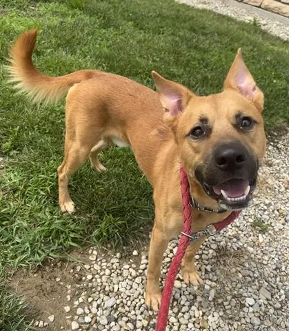 A young medium-sized male German Shepherd Dog dog named Deputy Tails for adoption in Dayton, OH