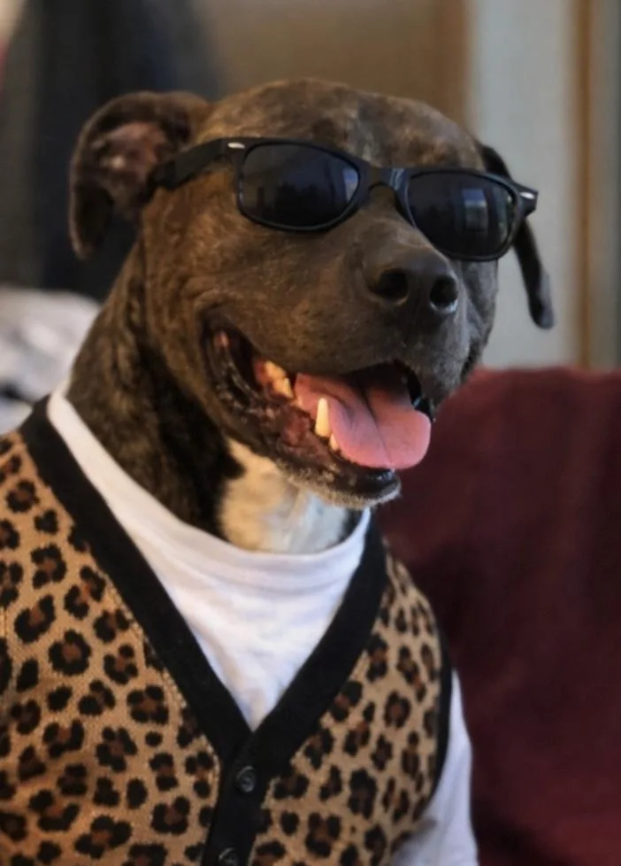 An adult large-sized male Brindle Pit Bull Terrier dog named Ferris for adoption in Minneapolis, MN