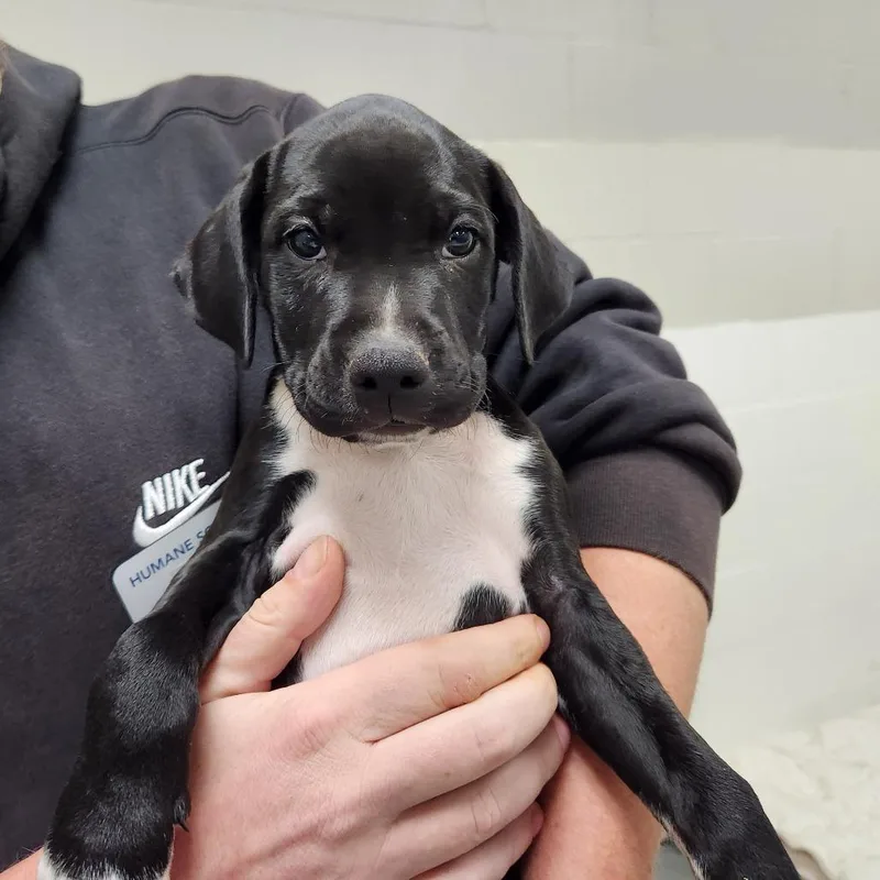 A baby small-sized female Black Mixed Breed dog named Olive for adoption in Grand Rapids, MI
