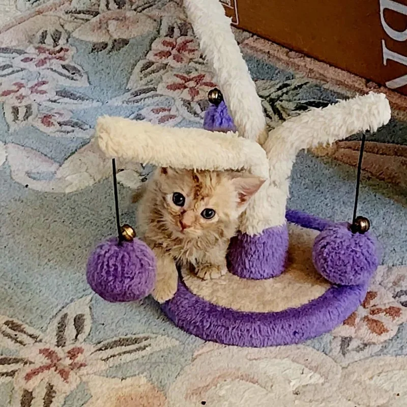 A baby small-sized female Domestic Short Hair cat named Maxi for adoption in Fairfax, VA