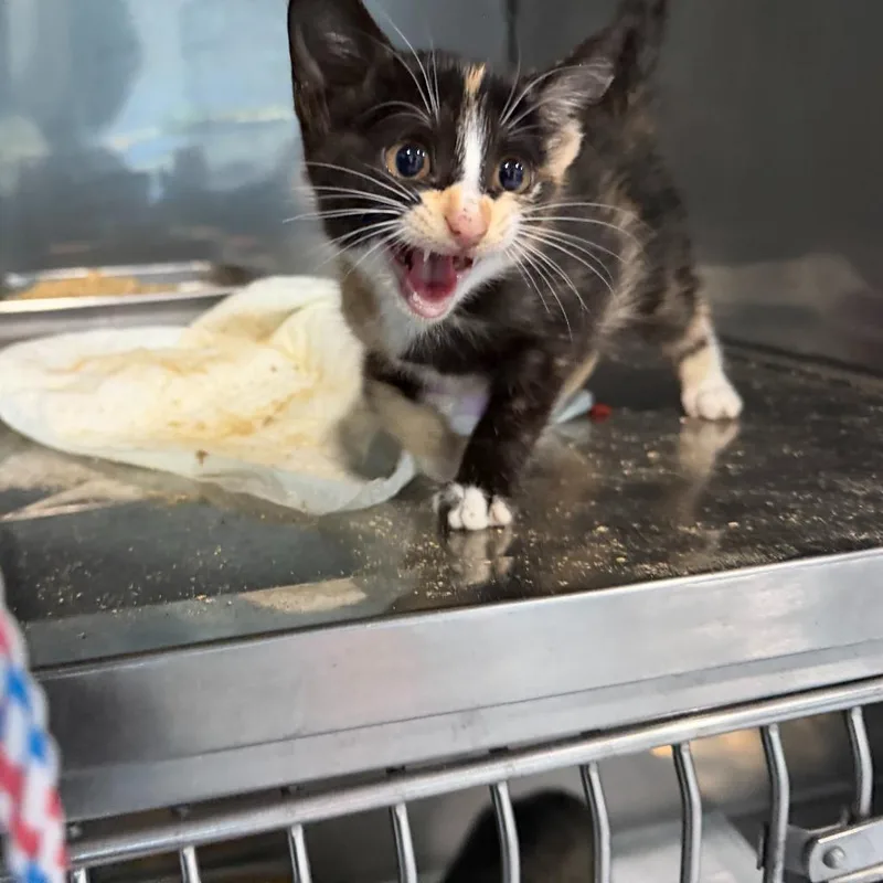 A baby small-sized female American Shorthair cat named Boots for adoption in Glen Rose, TX