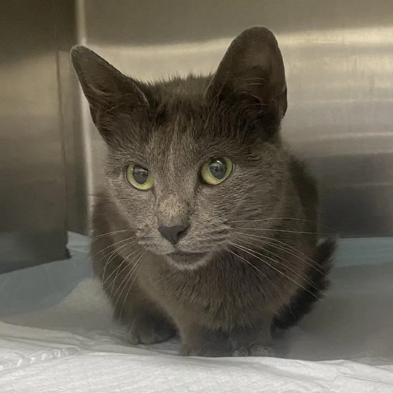 A young small-sized female Gray / Blue / Silver Domestic Short Hair cat named Bailey for adoption in Corbin, KY