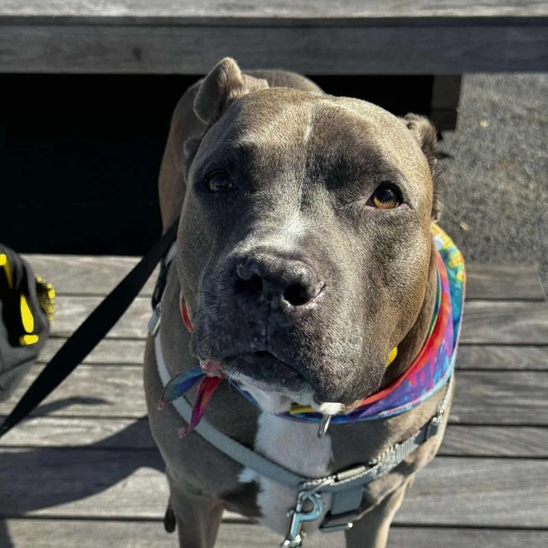 A senior large-sized male Brown / Chocolate American Staffordshire Terrier dog named Blue Shell for adoption in Long Island City, NY