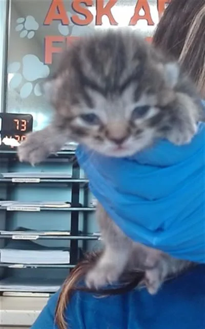 A baby small-sized male Domestic Short Hair cat named Fig for adoption in Louisville, KY