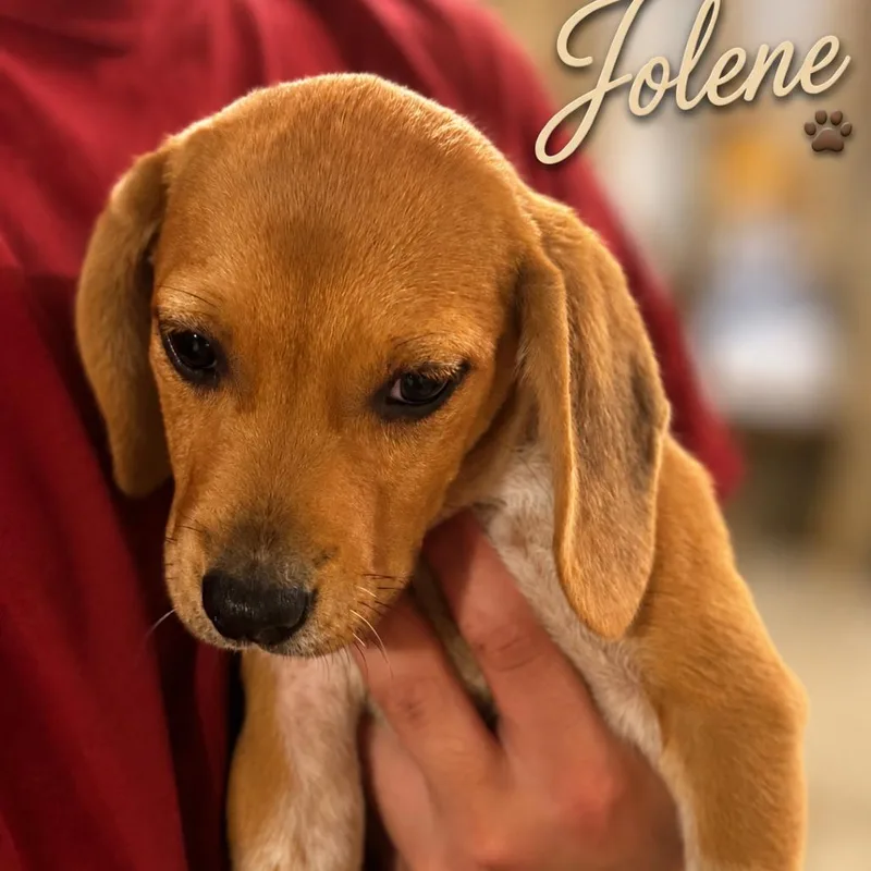 A baby small-sized female Black Beagle dog named Jolene for adoption in Opelika, AL