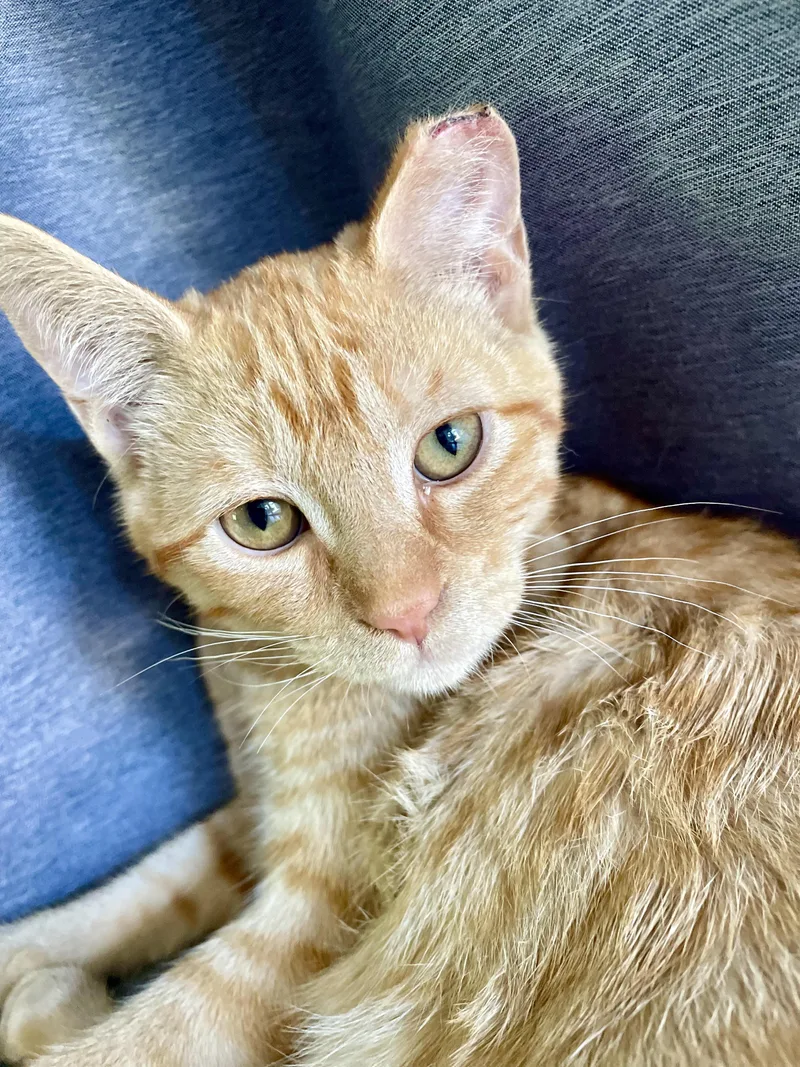 A baby medium-sized male Tabby (Orange / Red) Domestic Short Hair cat named Sunny for adoption in Anaheim, CA