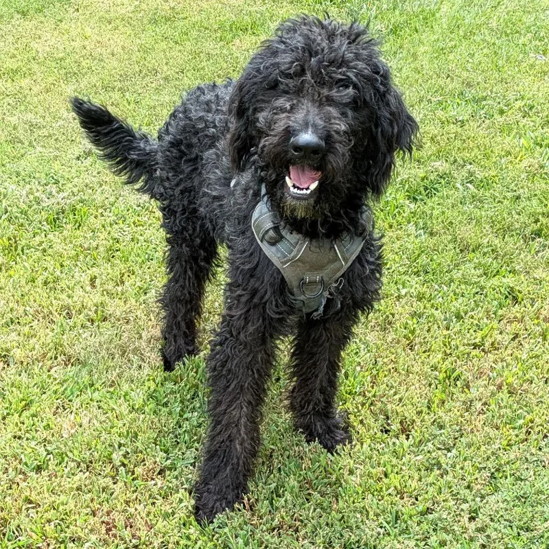 An adult medium-sized male Poodle dog named Squiggly for adoption in Charlottesville, VA
