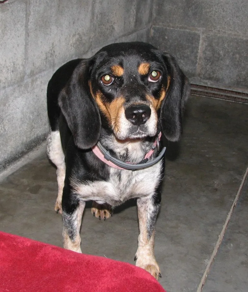 An adult medium-sized female Bicolor Beagle dog named Pink for adoption in Lawrenceburg, KY