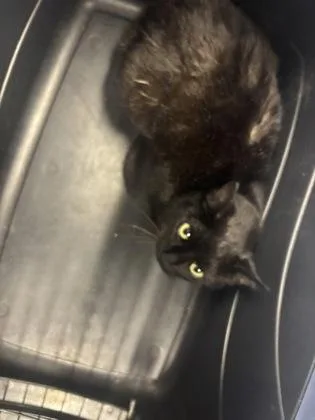 An adult medium-sized female Domestic Short Hair cat named Lyven for adoption in West Chester, PA