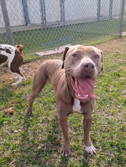 An adult medium-sized female Pit Bull Terrier dog named Caramel for adoption in Texas City, TX