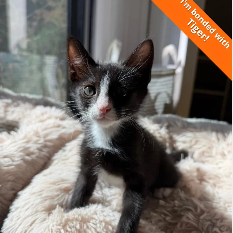 A baby small-sized male Black Domestic Short Hair cat named Oscar for adoption in Pleasant Hill, CA