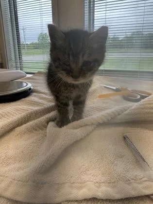 A baby small-sized female Domestic Short Hair cat named Flannery for adoption in Lafayette, IN