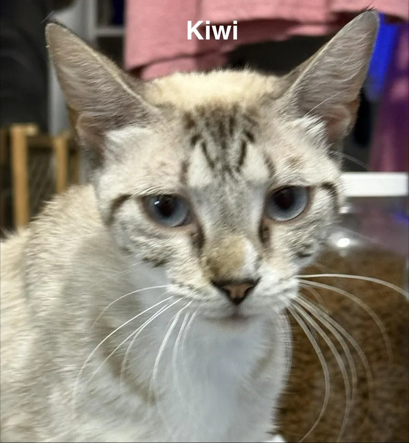 Kiwi ..