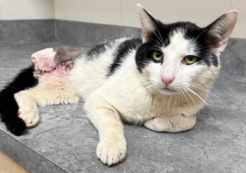A young medium-sized male Domestic Short Hair cat named Podrick for adoption in Greeneville, TN