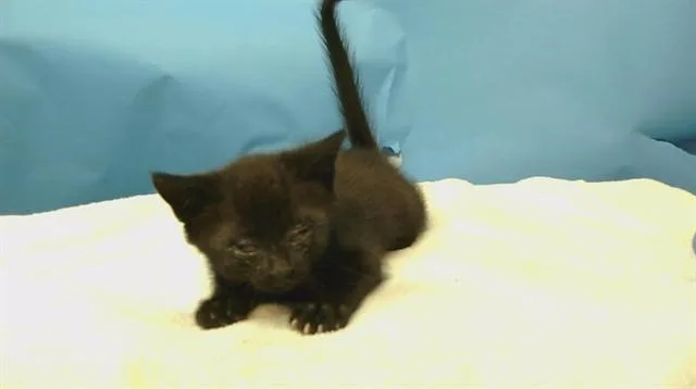 A baby small-sized female Domestic Short Hair cat named A for adoption in Gardena, CA