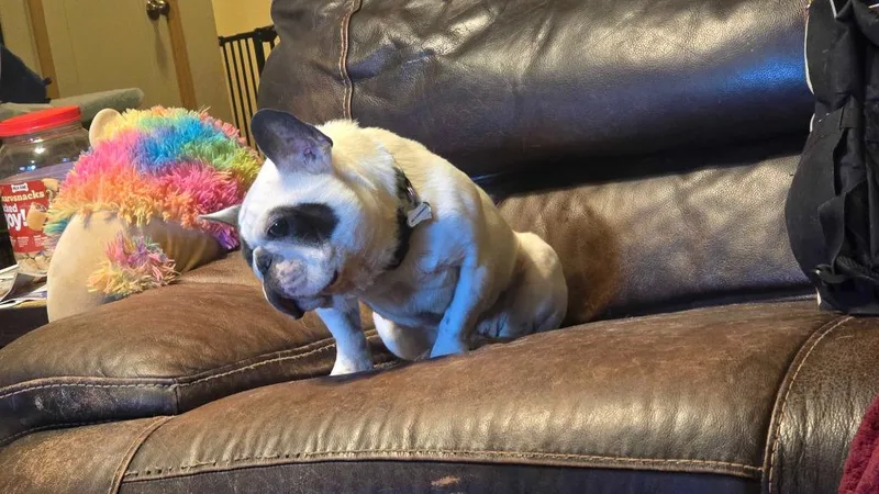 An adult small-sized male French Bulldog dog named Fledermaus for adoption in Salt Lake City, UT