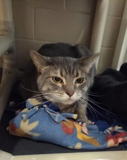 A senior small-sized female Domestic Short Hair cat named Lulu for adoption in Bellevue, WA