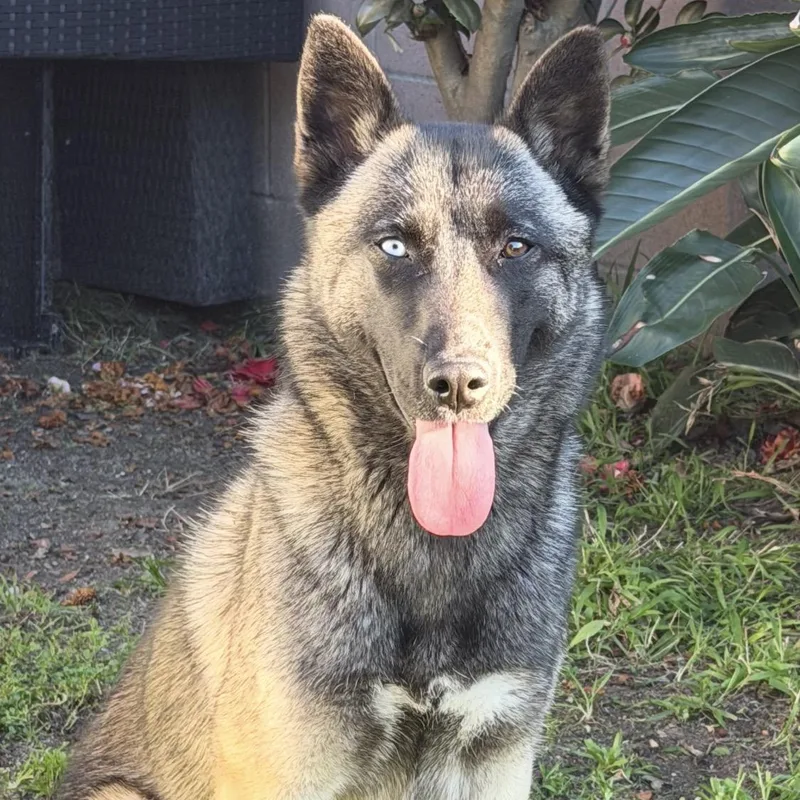 A young medium-sized female German Shepherd Dog dog named Ashlyn for adoption in Redondo Beach , CA