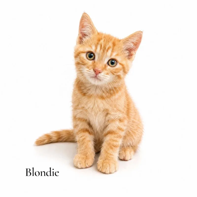 A baby medium-sized female Tabby (Orange / Red) Domestic Short Hair cat named Blondie for adoption in Stevensville, MI