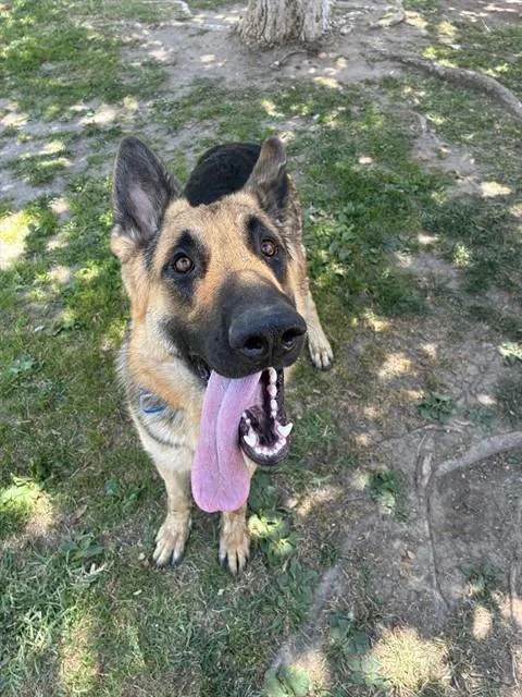 A young large-sized male German Shepherd Dog dog named Churro for adoption in Riverside, CA