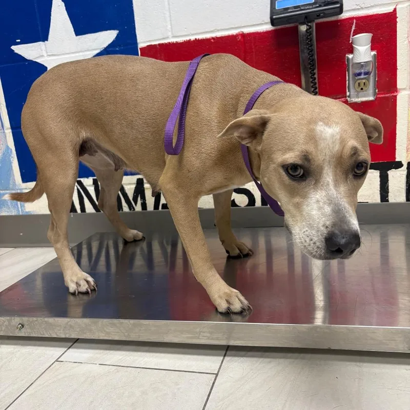 An adult medium-sized female Pit Bull Terrier dog named Alta for adoption in Lufkin, TX