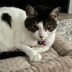An adult medium-sized female Brown / Chocolate Domestic Short Hair cat named Star for adoption in Wilmington, DE