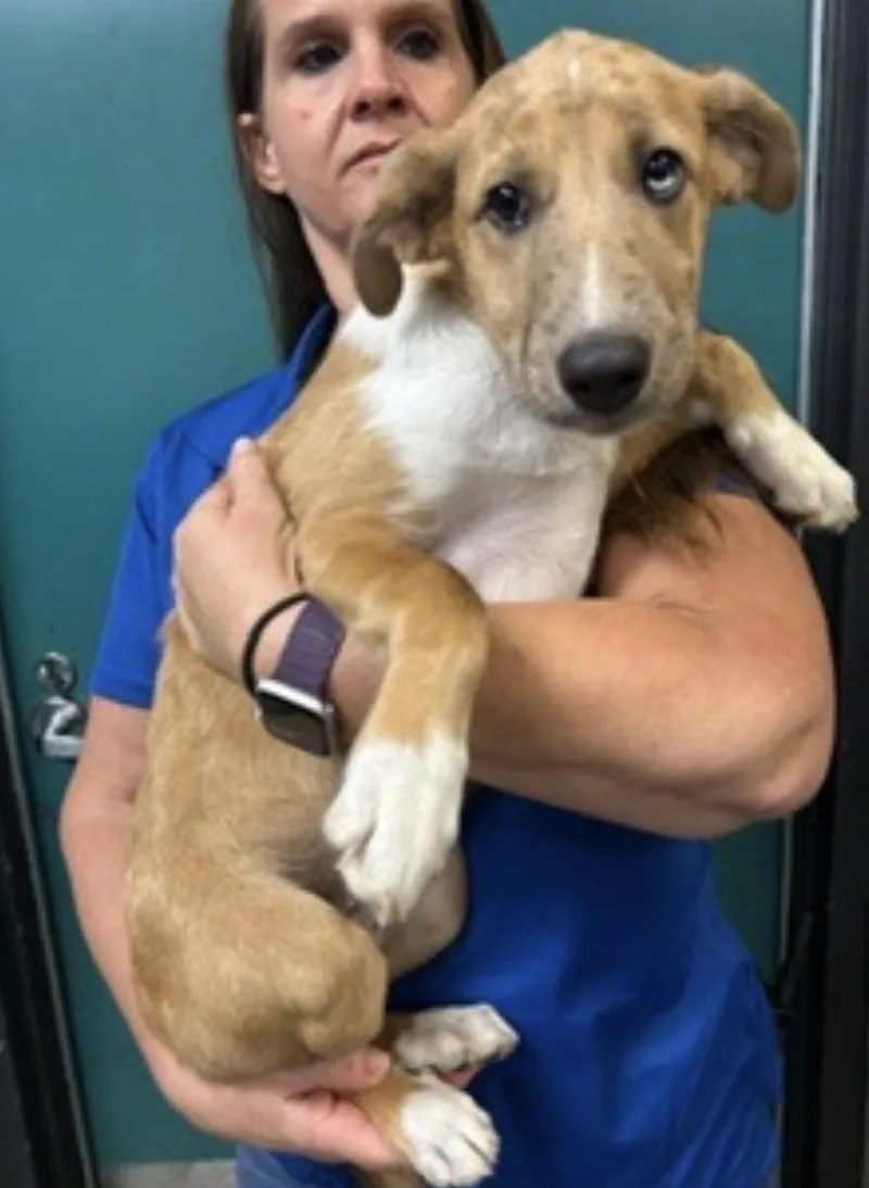 A baby medium-sized female Yellow / Tan / Blond / Fawn Hound dog named Zara for adoption in Cumberland, RI