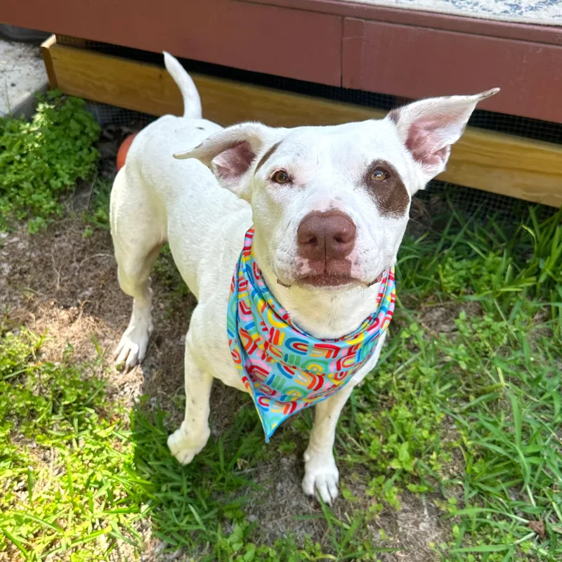 An adult large-sized female White / Cream American Bulldog dog named Honey Comb for adoption in Corpus Christi, TX