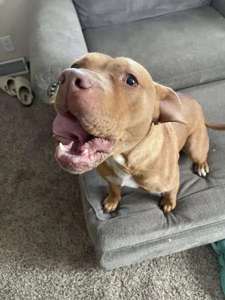 A young medium-sized female Pit Bull Terrier dog named Honey for adoption in Lexington, MO