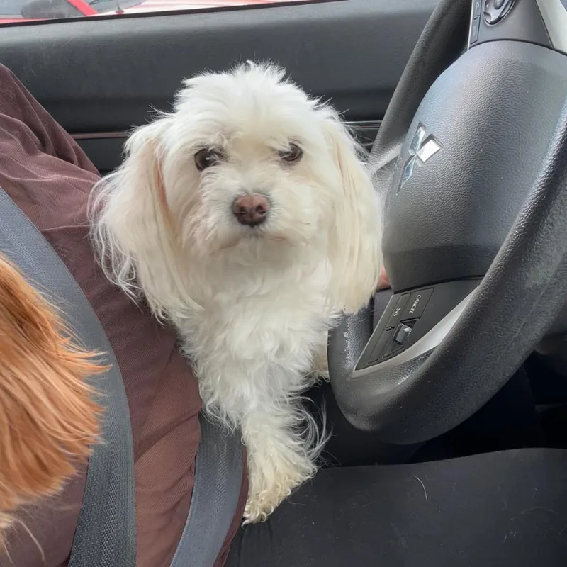 An adult small-sized female White / Cream Maltese dog named Bo Peep for adoption in Austin, TX
