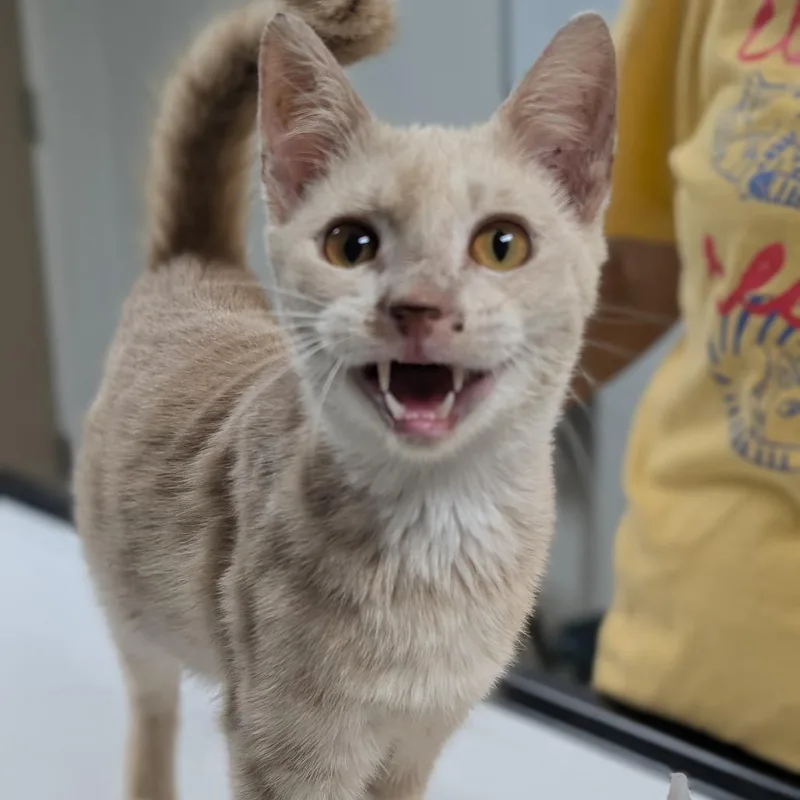 A young medium-sized male Buff / Tan / Fawn Domestic Short Hair cat named Edward for adoption in Canton, IL