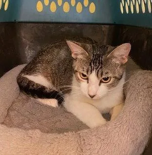A young small-sized female Gray & White Domestic Short Hair cat named Merida for adoption in Escondido, CA