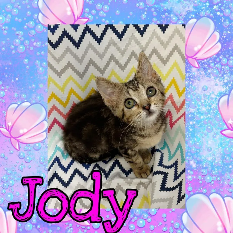 A baby small-sized female Gray / Blue / Silver Domestic Short Hair cat named Jody for adoption in Royse City, TX