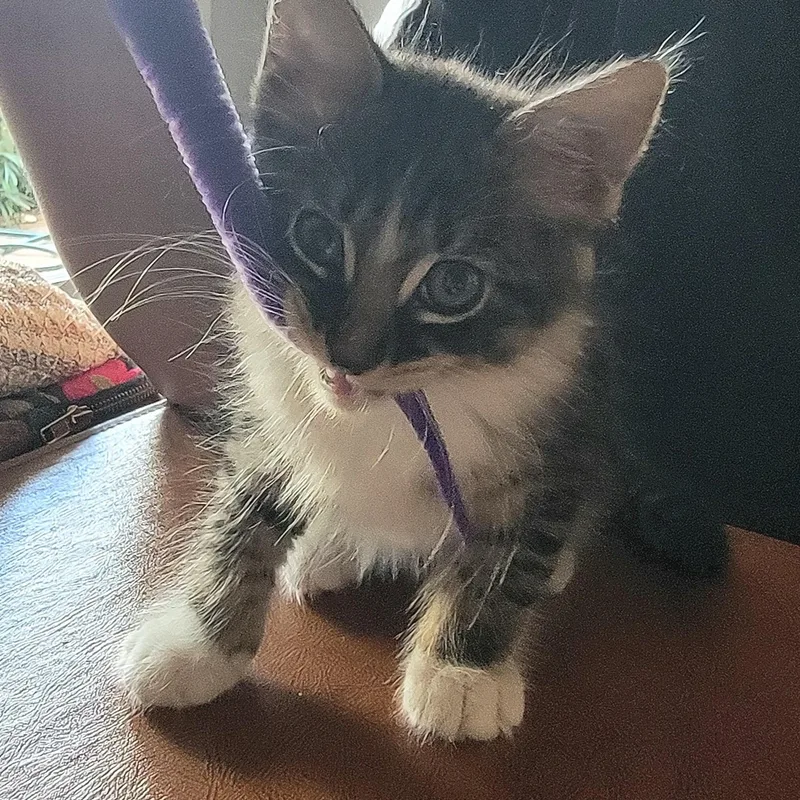 A young medium-sized male Brown / Chocolate Domestic Short Hair cat named Blaise for adoption in Houston, TX