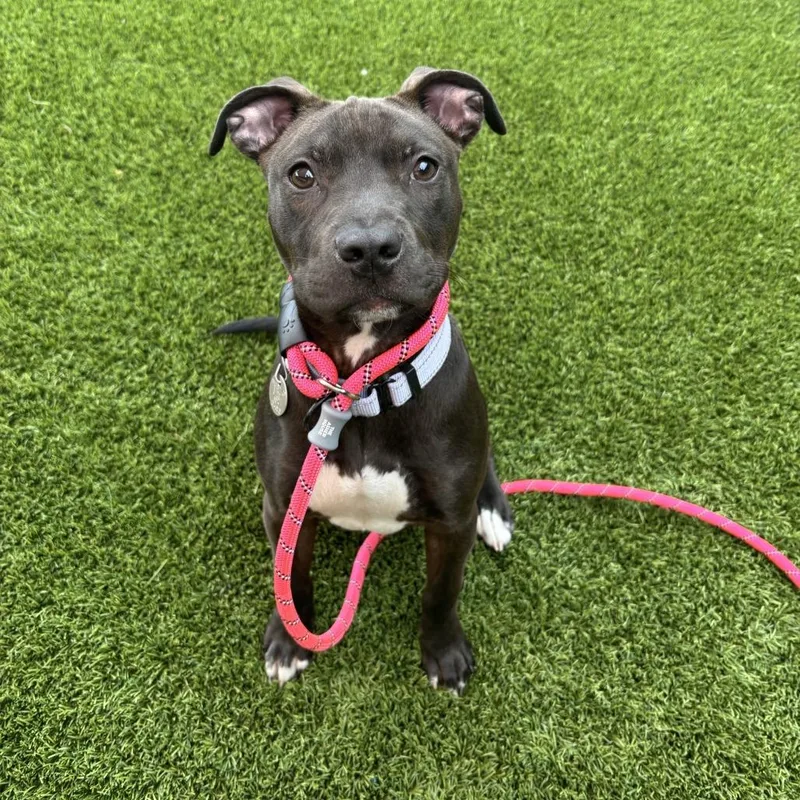 An adult medium-sized female Black Mixed Breed dog named Marley for adoption in Washington Township, OH