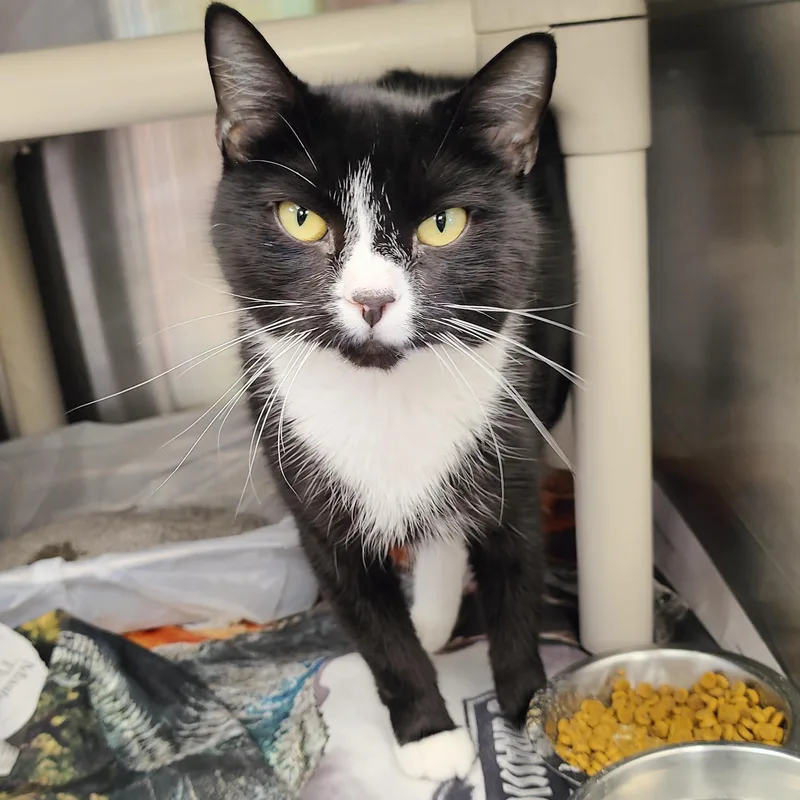 An adult medium-sized female Black & White / Tuxedo Domestic Short Hair cat named Ferris Bueller for adoption in Jersey city, NJ