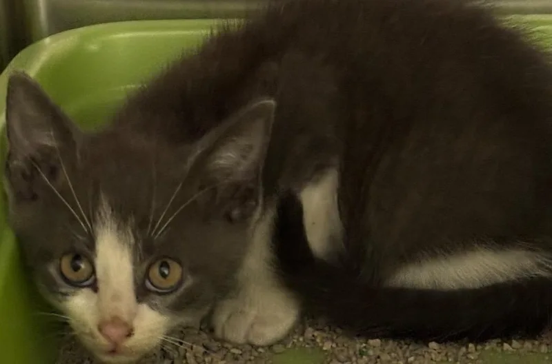 A baby small-sized male Domestic Short Hair cat named Curly for adoption in Elizabethton, TN