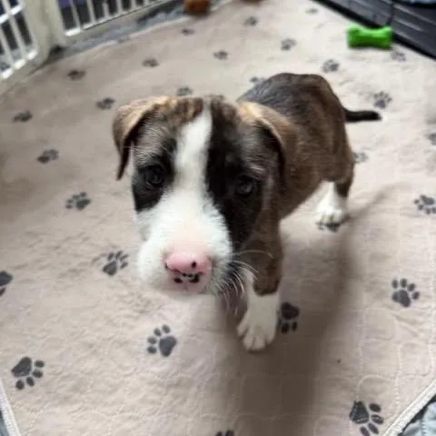 Nachos Bellgrande thumbnail 2