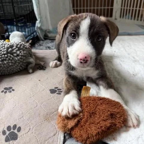 Nachos Bellgrande thumbnail 3