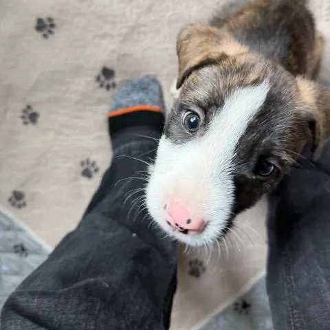 Nachos Bellgrande thumbnail 4