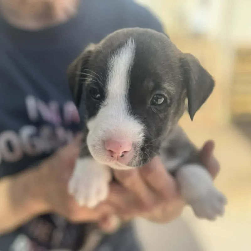 Nachos Bellgrande thumbnail 5