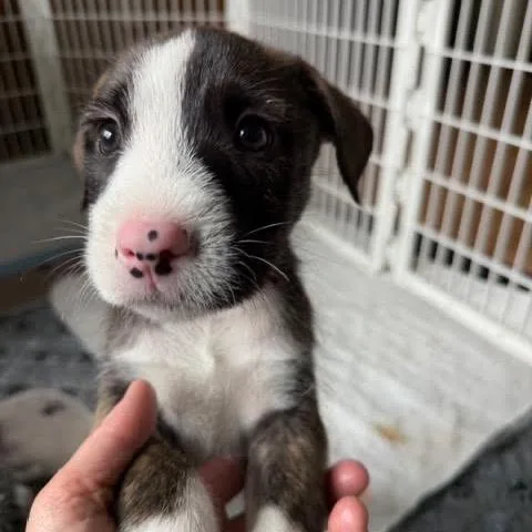 Nachos Bellgrande thumbnail 6