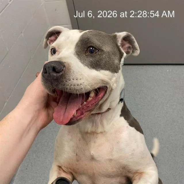 An adult medium-sized female American Staffordshire Terrier dog named Button for adoption in Indianapolis, IN